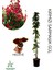 Kırmızı Sarmaşık Gül Fidanı Saksılı Tüplü 60-80CM+YAPRAK Güzeli 1