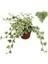 Beyaz Alacalı Hedera Helix Sarmaşığı 1ADET Saksılı 25-40CM +Yeşim Para Çiçeği 2