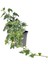 Beyaz Alacalı Hedera Helix Sarmaşığı 1ADET Saksılı 25-40CM +Yeşim Para Çiçeği 2