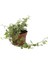 Alacalı Hedera Helix Duvar Ağaç Sarmaşığı 1 Adet Saksılı 30-40CM+PARA Yeşim Çiçeği 2