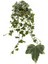 Hedera Helix Ağaç Duvar Sarmaşığı 1 Adet Saksılı 30-50CM+YEŞIM Para Çiçeği 2