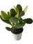 Hedera Helix Ağaç Duvar Sarmaşığı 1 Adet Saksılı 30-50CM+YEŞIM Para Çiçeği 4