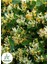Hanımeli Çiçeği 1 Adet 50-70CM Sakıslı Sarmaşık Bitki (Lonicera Periclymenum) 3