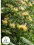 Hanımeli Çiçeği 1 Adet 50-70CM Sakıslı Dış Mekan (Lonicera Periclymenum) 1