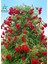 Sarmaşık Gül Fidanı Formlu 1 Adet Saksılı/tüplü 50-80CM 1