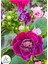 Garden Box Purple Gloxinia Bardak Menekşesi Mor Renk 1 Adet Saksılı 10-15CM 3