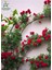 Sarmaşık Kırmızı Gül Fidanı 1 Adet Saksılı/tüplü 50-80CM (Red Rose) 1
