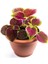 Yaprak Güzeli Çiçeği 1 Adet 10-20CM (Coleus) 2