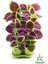 Yaprak Güzeli Kolyos Çiçeği 10 Adet Saksılı (Coleus) 1