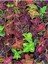 Yaprak Güzeli Kolyos Çiçeği 10 Adet Saksılı (Coleus) 3