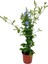 Sarmaşık Mavi Yasemin Fidanı 30-60CM (Blue Jasmine)+Yeşim Para Çiçeği 2