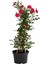 Kırmızı Sarmaşık Gül Fidanı Saksılı Tüplü 60-80CM 2