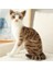 Simülasyon Siyam Kedi Kedi Peluş Oyuncak (Yurt Dışından) 1