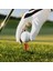 Golf Tişörtü, 100 Paket 83MM Profesyonel Doğal Bambu ve Sabit Tee Sistemi, Beyaz (Yurt Dışından) 3