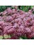 Antep Istachios Antep Pistachios Japon Kırmızı Akçaağaç Acer Palmatum Atropurpureum 10 Adet Tohum 2