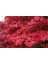 Antep Istachios Antep Pistachios Japon Kırmızı Akçaağaç Acer Palmatum Atropurpureum 10 Adet Tohum 5