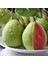 Meyve Verir Durumda Saksıda Guava Meyve Fidanı (Tüplü) 1