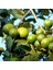 Meyve Verir Durumda Saksıda Guava Meyve Fidanı (Tüplü) 2