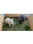 Doğal Kuru Yonca Kemirgen Tavşan-Hamster-Ginepig Otu 2kg Bol Yapraklı %100 Organik Taze Atıştırmalık 2