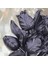 Tulipa Dekoratif Çiçek Siyah 4