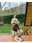Köpekler Için Doğum Günü Seti-Gold Paw Kit- Doğum Günü Pastası,pati Tasarımlı Süs,doğum Günü Şapkası 5