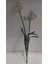 Yapay Çiçek Narcissus Tazetta Dal Nergis Bitki Ortalama 49CM Green House Star Dekor 1 Adet 3