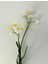 Yapay Çiçek Narcissus Tazetta Dal Nergis Bitki Ortalama 49CM Green House Star Dekor 1 Adet 4