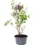 Videolu Mor Renkli 1 Adet Leylak Fidanı Saksılı 40-60 cm (Leilac Sapling) 1