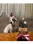 Köpekler Için Doğum Günü/ Parti Şapkası Pembe Siyah Kukuleta 2