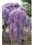 Wisteria Sinensis Kokulu Çin Morsalkım Mor Salkım Fidanı 20-40 cm 1