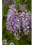 Videolu Mor Salkım 30-60 cm Saksılı / Tüplü Dış Mekan Sarmaşık Bitkileri Wisteria 1