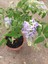 Videolu Mor Salkım 30-60 cm Saksılı / Tüplü Dış Mekan Sarmaşık Bitkileri Wisteria 2