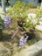 Videolu Mor Salkım 30-60 cm Saksılı / Tüplü Dış Mekan Sarmaşık Bitkileri Wisteria 3