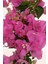 Pembe Sarılıcı Begonvil Çiçeği Fidanı 50-70CM 1
