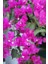 Pembe Begonvil Çiçeği Fidanı 40-80cm Saksılı 1
