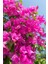 Pembe Begonvil Çiçeği Fidanı 40-80cm Saksılı 2