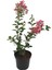 Pembe Oya Çalısı 30-60Cm 1 ADET Saksılı Bahçe Bitkisi 2
