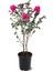 Pembe Oya Ağacı Fidanı 1 ADET Saksılı 30-60Cm 2
