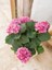 Canlı Pembe Ortanca Çiçeği 1 ADET Saksılı 20-40Cm 3