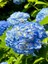 Mavi Renk Ortanca Çiçeği 40 cm Ev Bitkisi Ofis Bitkisi Bahçe Bitkisi Hydrangea 1