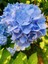Mavi Renk Ortanca Çiçeği 40 cm Ev Bitkisi Ofis Bitkisi Bahçe Bitkisi Hydrangea 2