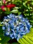 Mavi Renk Ortanca Çiçeği 40 cm Ev Bitkisi Ofis Bitkisi Bahçe Bitkisi Hydrangea 3