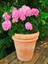 Canlı Pembe Çiçekli Ortanca Çiçeği 1 ADET Saksılı 30-40Cm 1