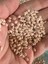 5 mm 25 gr Çift Delikli Oya Yazma Boncuk Pudra Renk 2