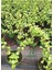 Yeşim Para Çiçeği 1 Adet Dekoratif Canlı Bitki 10-15CM(CRASSULA) 2