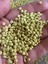 5 mm 25 gr Çift Delikli Boncuk Fıstık Yeşili 1