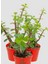 Masa Ofis Çiçeği 1 Adet Saksılı Yeşim Çiçeği 10-15CM 2