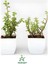 Yeşim Para Çiçeği 2 Adet Dekoratif Canlı Bitki 10-15CM(CRASSULA) 1