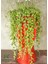 Dekoratif Tespih Çiçeği 1 Adet Saksılı 20-30CM Salon Teras Çiçeği 1