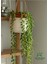Inci Tanesi Tespih Çiçeği Makrome Saksılı 20-30CM (Senecio Rowleyanus) 1
